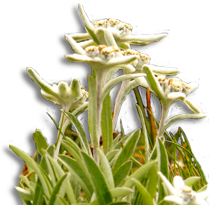Alpen-Edelweiss